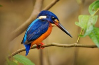 Lednacek modrohrbety - Alcedo meninting - Blue-eared Kingfisher o2428